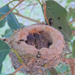 Jasper left 6 and Willow right 7 days old - April 24th