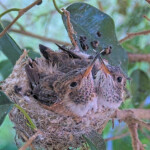Jasper left Willow right 19 and 20 days old - May 7th