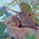 Jasper left Willow right 20 and 21 days old - May 8th