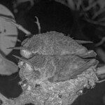 Misty and Storms last night on the nest - February 25th