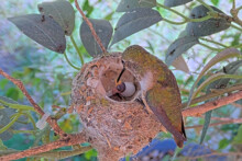 Lily Feeding 1st chick - April 19th