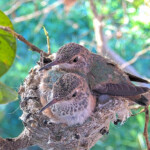 Misty and Storms last moment together - February 26th