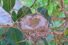 Olive has the nest ready to go- February 6th