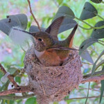 Lily working on her nest - March 30th