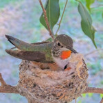 Nestorations on the December 17th