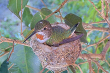 Olive Incubating her two eggs - February 19th