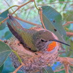 Look at Olives gorget shine, wow - April 20th