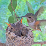 Olive Feeding 21 day old chicks January 29th