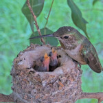 Olive Feeds Skye 3 and Sunny 1 day old - March 10th