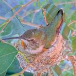 Olive Incubating eggs on her new nest - April 13th