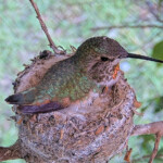 Olive Incubating her eggs - May 16th Olive Incubating her eggs - May 16th