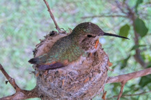 Olive Incubating her eggs - May 16th