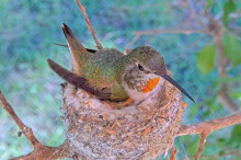 Olive Incubating her eggs - May 18th