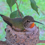 Oliver rolling and incubating her first egg - February 20th