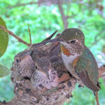 Mom Olive, chicks, Storm and Misty together - February 24th