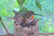 Olive and chicks Dawn and Dusk January 27th
