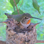 Olive and chicks Dawn and Dusk January 27th