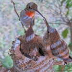 Olive branch feeding Summer 22 days old - June 20th Olive branch feeding Summer 22 days old - June 20th