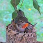 Olive cuddles with Dawn and Dusk after feeding January 24th