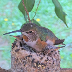 Olive cuddles with Dawn and Dusk after feeding January 25th