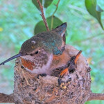 Olive after feeding chicks 13 days old January 21st