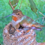 Olive cuddles with cuddle her 12 and 14 day old chicks - March 23rd