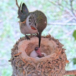 Olive feeding just hatched chick for the first time - May 29th Olive feeding just hatched chick for the first time - May 29th