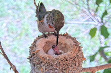 Olive feeding just hatched chick for the first time - May 29th