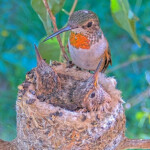 Olive feeding 19 day old chicks January 27th