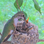 Olive feeding 20 day old chicks January 28th