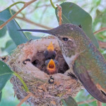 Olive feeding 4 and 5 day old chicks - April 22nd