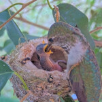 Olive feeding 5 and 6 day old chicks - April 23rd