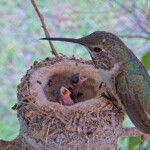 Olive feeding Brook and Summer 1 and 3 days old - June 1st Olive feeding Brook and Summer 1 and 3 days old - June 1st