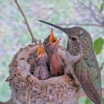 Olive feeding Brook and Summer 10 and 12 days old - June 10th Olive feeding Brook and Summer 10 and 12 days old - June 10th