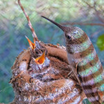 Olive feeding Brook and Summer 12 and 14 days old - June 12th Olive feeding Brook and Summer 12 and 14 days old - June 12th