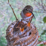 Olive feeding Brook and Summer 14 and 16 days old - June 14th Olive feeding Brook and Summer 14 and 16 days old - June 14th