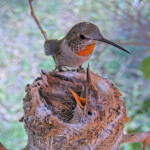 Olive feeding Brook and Summer 15 and 17 days old - June 15th Olive feeding Brook and Summer 15 and 17 days old - June 15th
