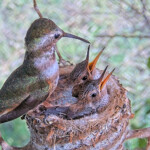 Olive feeding Brook and Summer 16 and 18 days old - June 16th Olive feeding Brook and Summer 16 and 18 days old - June 16th