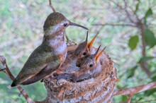 Olive feeding Brook and Summer 16 and 18 days old - June 16th