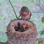 Olive feeding Brook and Summer 2 and 4 days old - June 2nd Olive feeding Brook and Summer 2 and 4 days old - June 2nd