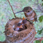 Olive feeding Brook and Summer 3 and 5 days old - June 3rd Olive feeding Brook and Summer 3 and 5 days old - June 3rd