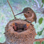 Olive feeding Brook and Summer 4 and 6 days old - June 4th Olive feeding Brook and Summer 4 and 6 days old - June 4th