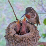 Olive feeding Brook and Summer 5 and 7 days old - June 5th Olive feeding Brook and Summer 5 and 7 days old - June 5th