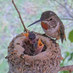 Olive feeding Brook and Summer 6 and 8 days old - June 6th Olive feeding Brook and Summer 6 and 8 days old - June 6th