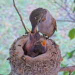 Olive feeding Brook and Summer 7 and 9 days old - June 7th Olive feeding Brook and Summer 7 and 9 days old - June 7th