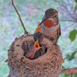 Olive feeding Brook and Summer 8 and 10 days old - June 8th Olive feeding Brook and Summer 8 and 10 days old - June 8th
