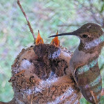 Olive feeding Brook and Summer 9 and 11 days old - June 9th Olive feeding Brook and Summer 9 and 11 days old - June 9th