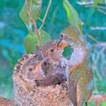 Olive feeding Dawn 21 days old January 29th