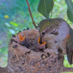 Olive feeding Dawn and Dusk 10 days old January 18th