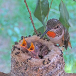 Olive feeding Dawn and Dusk 11 days old January 19th